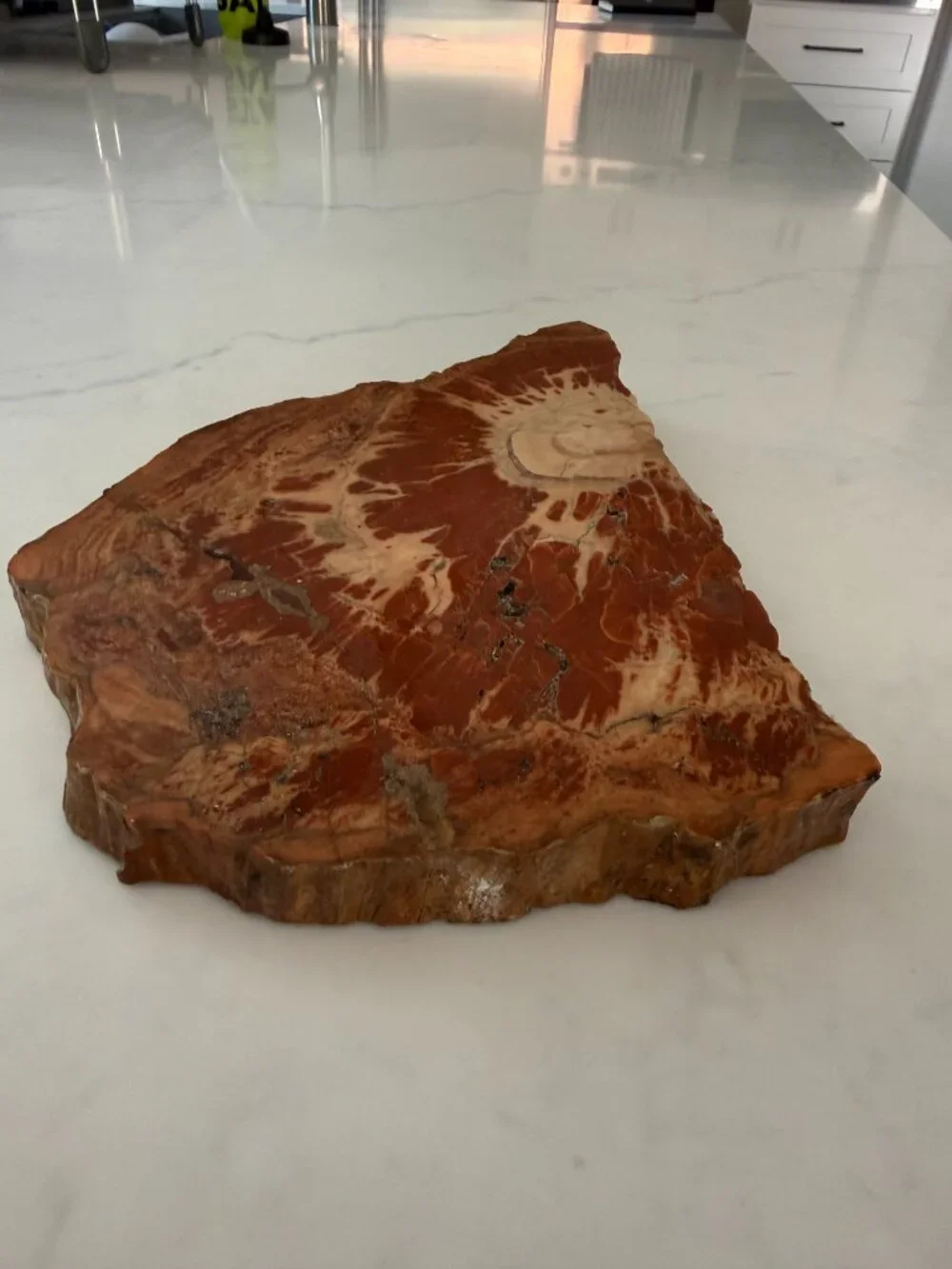 Petrified Wood Slab - 4lbs